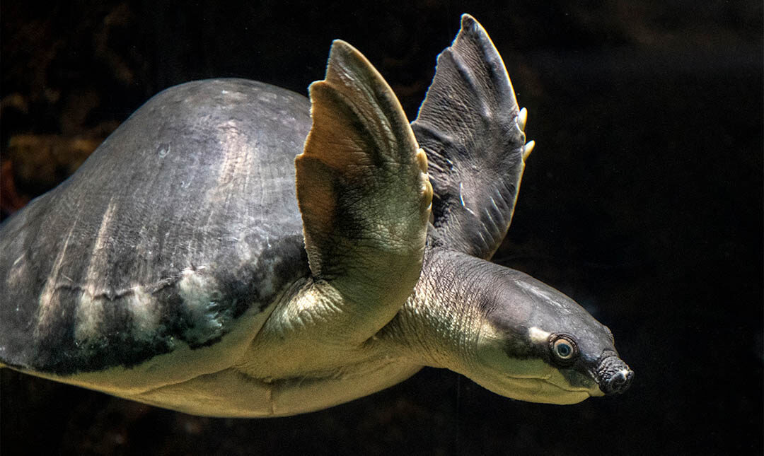 A fly river turtle swimming underwater