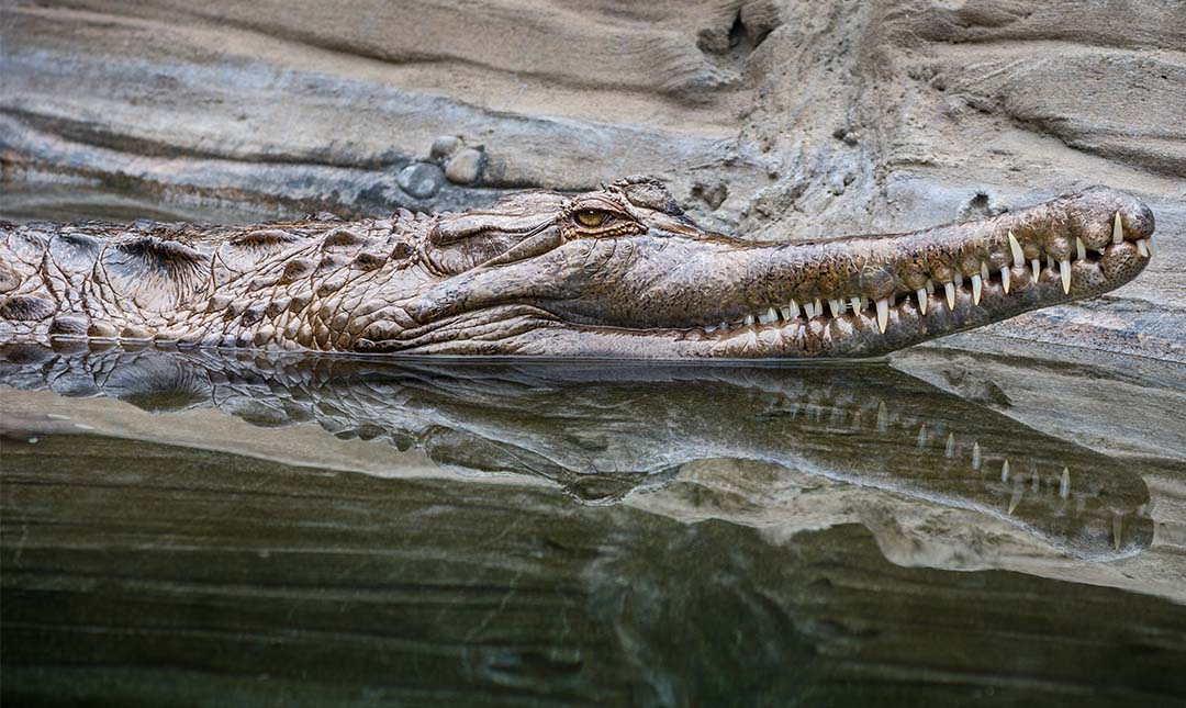 Tomistoma camouflaged into the rocky background with its head raised above the water level. With his reflection in the water.