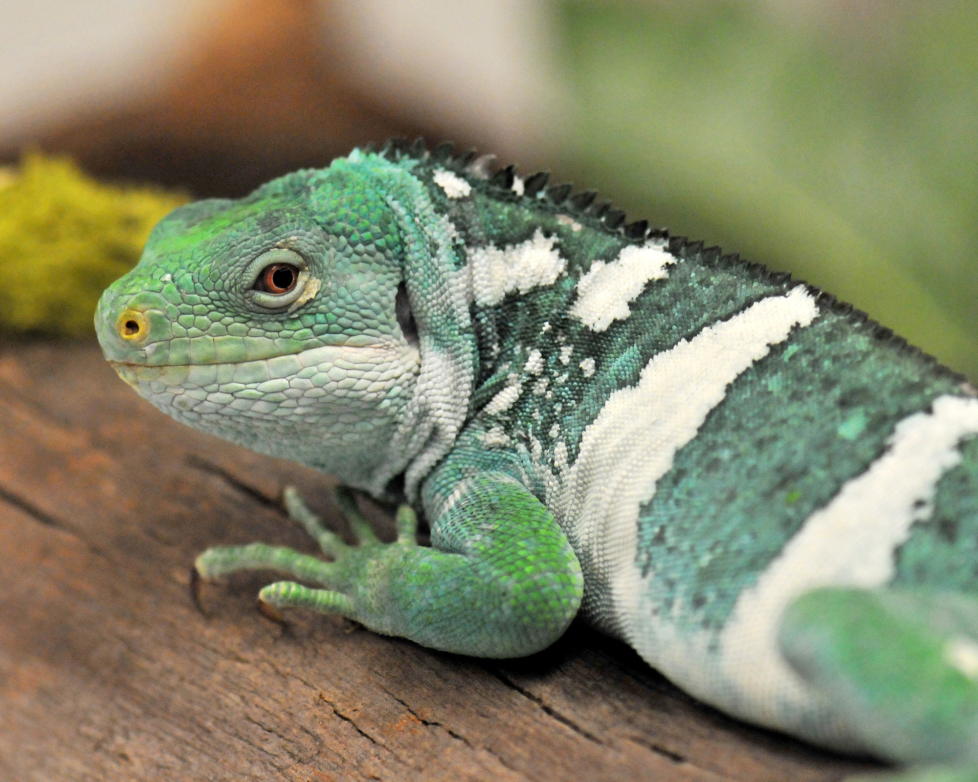 A close up of a male Fiji Island Iguana fully fired up with all his colors looking at camera.